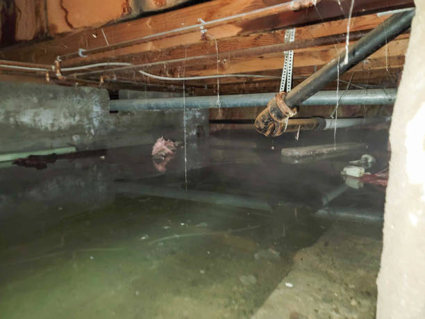 Best Water damage contractors near me  in Minot Af, ND