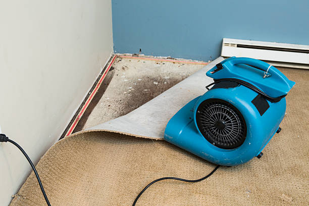 Best Water damage cleanup near me  in Minot Af, ND